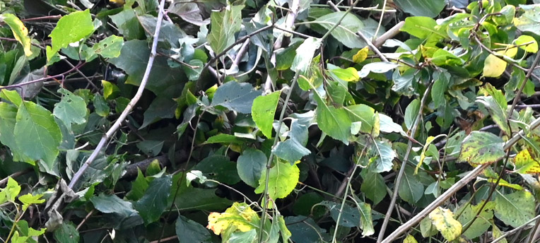 Kompostierbare Abfälle